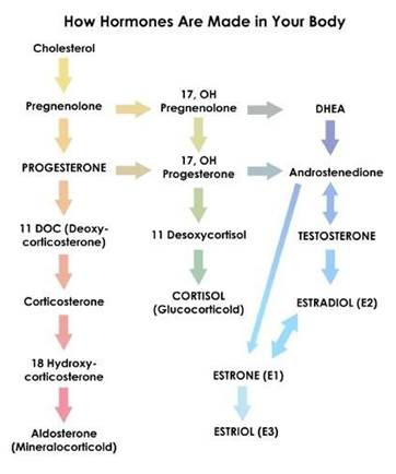 Steroid hormone synthesis chart